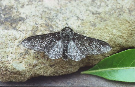 Peppered Moth Biston betularia