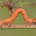 Larva • North Wales • © Tristan Bantock