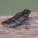 Female • Ex. larva, Ripponden, W.Yorks • © Ian Kimber