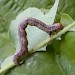 Larva • Ripponden, W.Yorks • © Ian Kimber