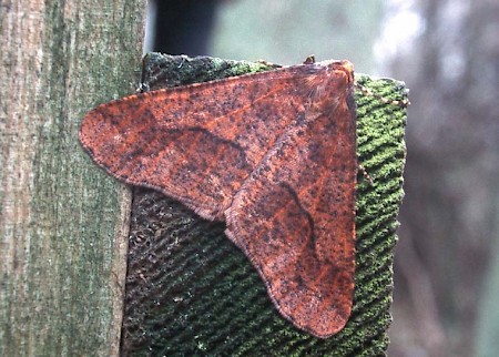 Mottled Umber Erannis defoliaria