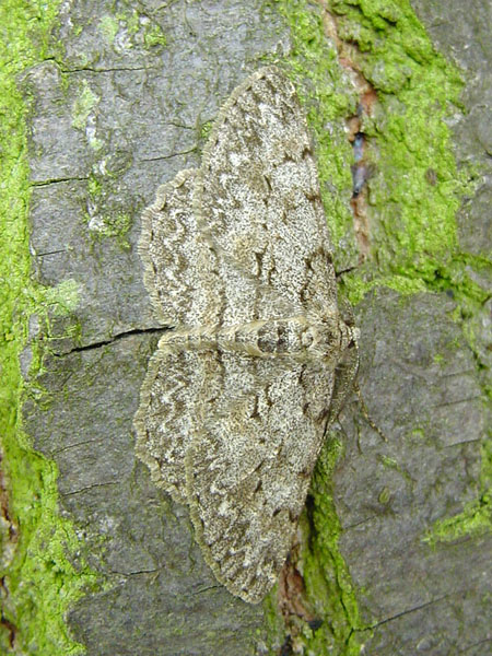 Pale Oak Beauty Hypomecis punctinalis