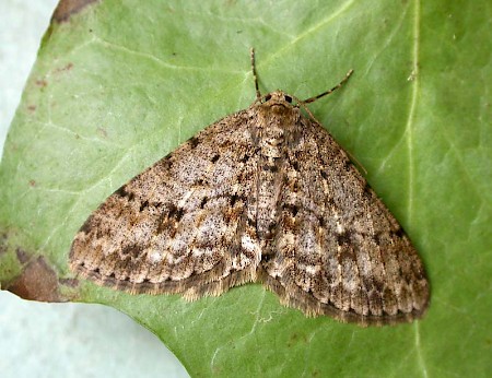 The Engrailed Ectropis crepuscularia