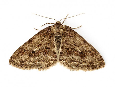 The Engrailed Ectropis crepuscularia