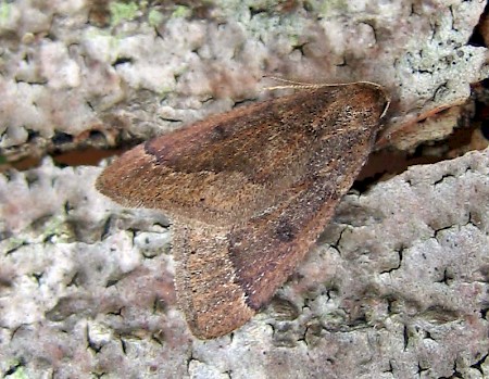 Early Moth Theria primaria