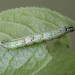 Larva • green form, Perthshire • © Ian Kimber