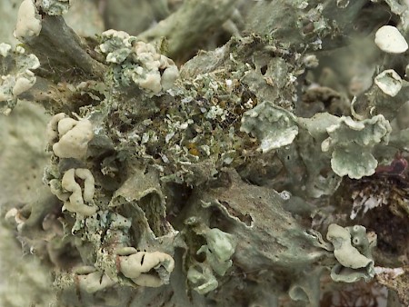 Brussels Lace Cleorodes lichenaria