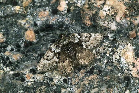 Black Mountain Moth Glacies coracina