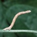 Larva • Surrey • © David Green/Butterfly Conservation