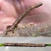 Larva • Little Budworth Common, Cheshire • © Ben Smart