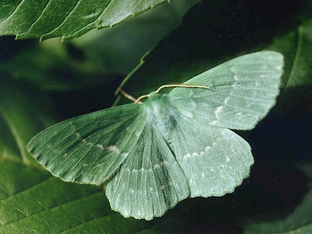 Large Emerald Geometra papilionaria