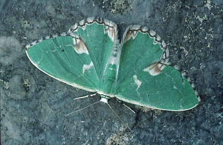 Blotched Emerald Comibaena bajularia