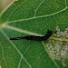 1st instar larva • Littleborough, Lancs • © Ian Kimber