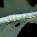 Larva • © Gianpiero Ferrari