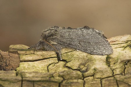 Large Dark Prominent Notodonta torva