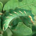 Larva • Ex. female, Norfolk • © Roy Leverton