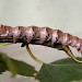 Larva • Chorlton, Gtr. Manchester, on P. tremula • © Ben Smart