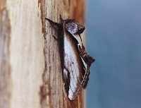 Lesser Swallow Prominent