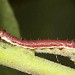 2nd instar larva • Fairburn Ings, W. Yorks. • © Paul Brothers