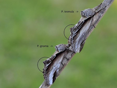 Lesser Swallow Prominent Pheosia gnoma