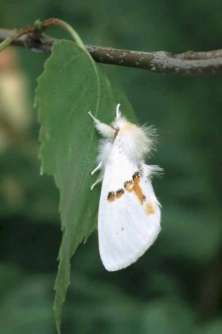 White Prominent Leucodonta bicoloria