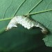 Larva • Norfolk • © Roy Leverton