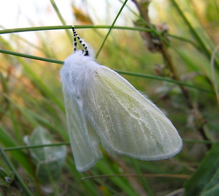 White Satin Moth Leucoma salicis