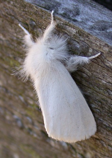 Brown-tail Euproctis chrysorrhoea