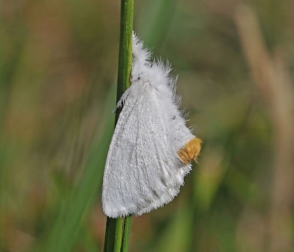 Adult • Durlston Country Park, Dorset • © Mark V Pike