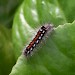 Larva • Callow Hill, Worcs. • © Rosemary Winnall