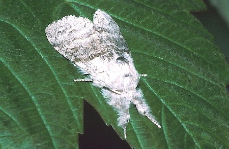 Pale Tussock Calliteara pudibunda