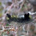 Young larva • Simonside, Northumberland • © Chris Waugh