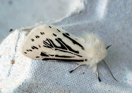 White Ermine Spilosoma lubricipeda