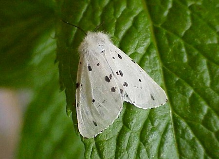 Muslin Moth Diaphora mendica