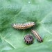 Young larvae • Szczecin, Poland • © Krzysztof Jonko