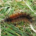 Larva • East Sutherland, Scotland • © Nigel Richards