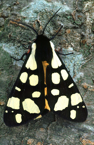 Cream-spot Tiger Arctia villica