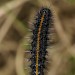 Larva • The Netherlands • © Jeroen Voogd