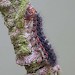 Larva • larva ex. Darren Whitehead • © Ian Kimber