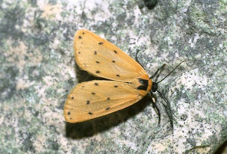 Dew Moth Setina irrorella