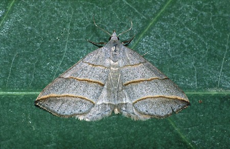 Lesser Belle Colobochyla salicalis