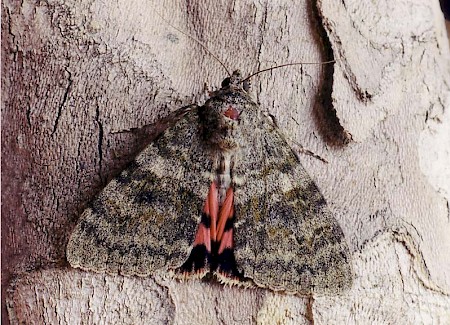 French Red Underwing Catocala elocata