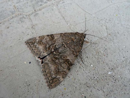 French Red Underwing Catocala elocata