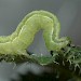 Larva • Reared from wild-caught female, Ipswich, Suffolk • © Steve Hatch