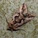 Adult • ex larva, Lanzarote • © Rob Petley-Jones
