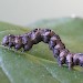 Larva • Larva ex. Darren Whitehead • © Ian Kimber