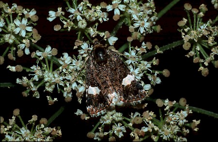 The Four-spotted Tyta luctuosa