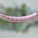 Larva • larva ex. Darren Whitehead • © Ian Kimber