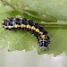 Early instar larva • Congleton, Cheshire • © Ian Kimber