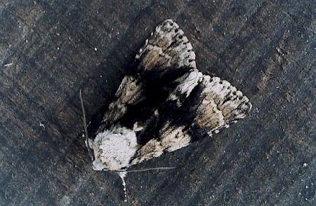 Alder Moth Acronicta alni